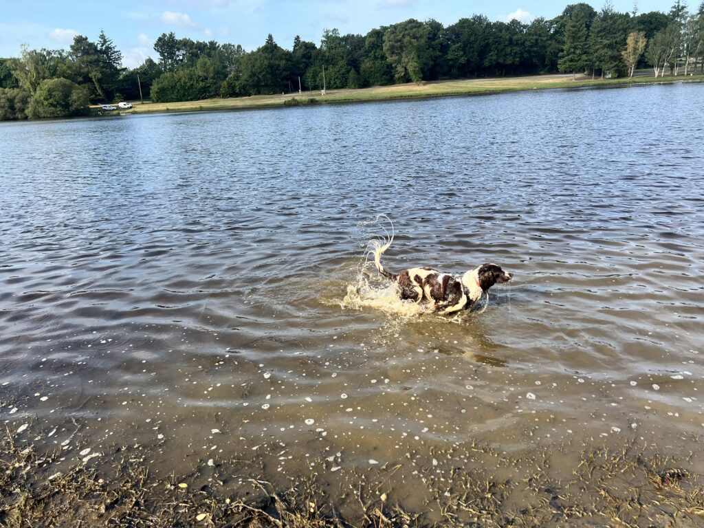 Etang nager chien vacances