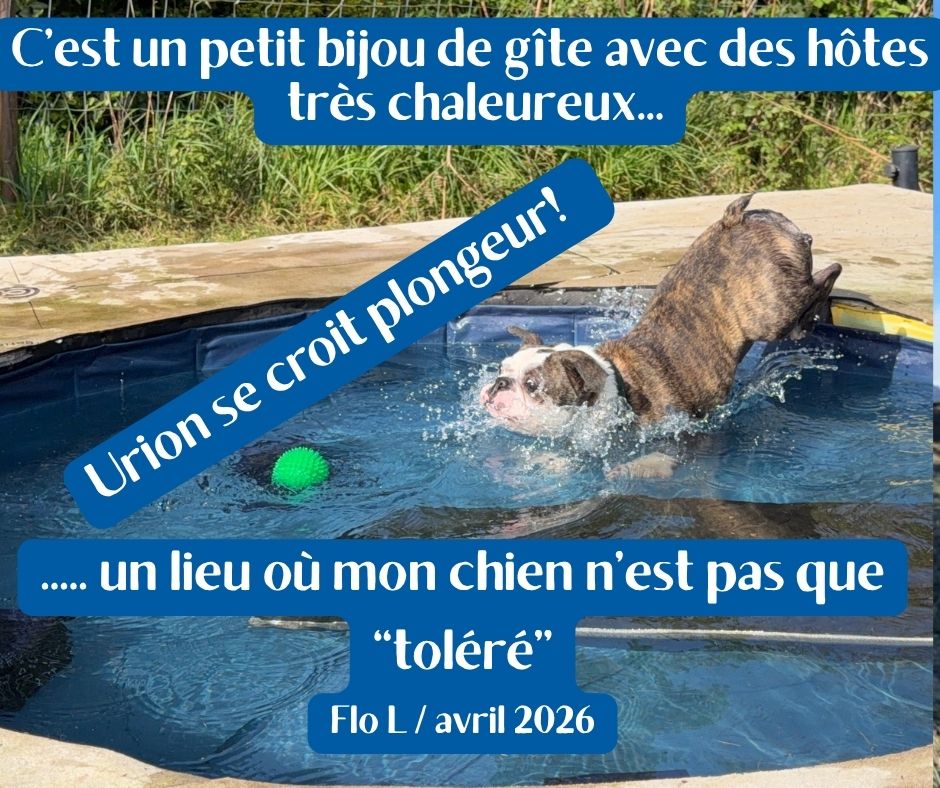 vacances chiens piscine gîte